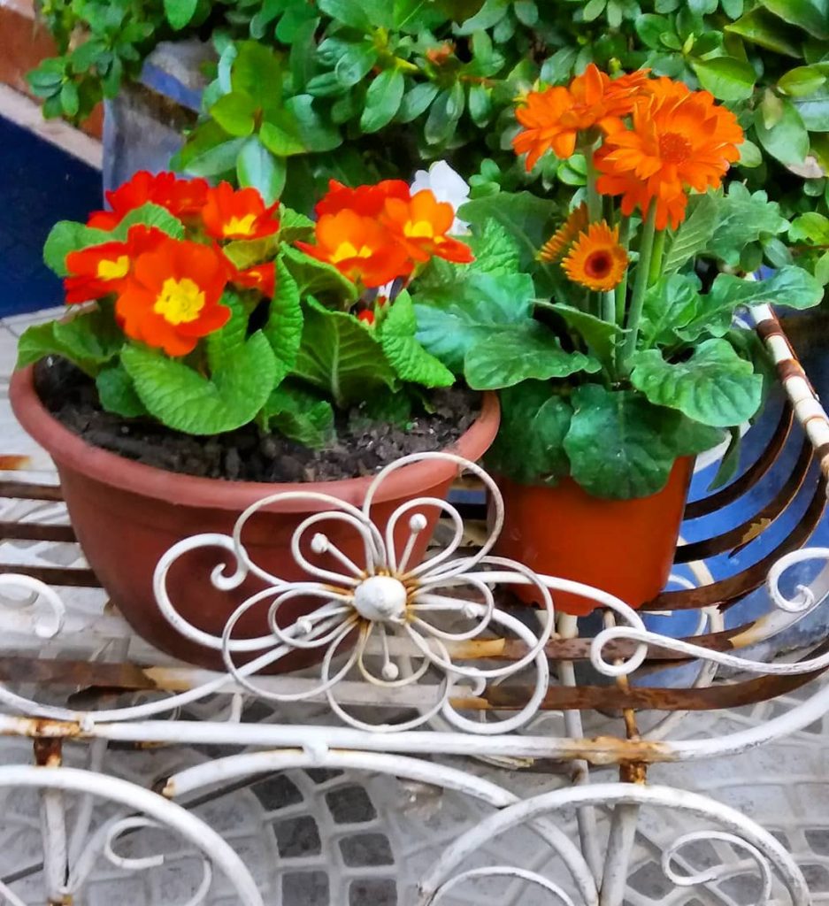 maceta con flores jardineria y mantenimiento