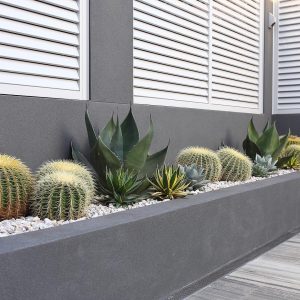 cactus y agaves