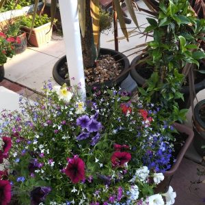 petunias jardineria en olivos