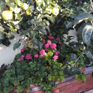 flores en macetas