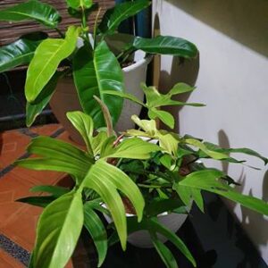 planta de interior balcones en olivos