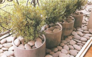 macetas redondas con buxus